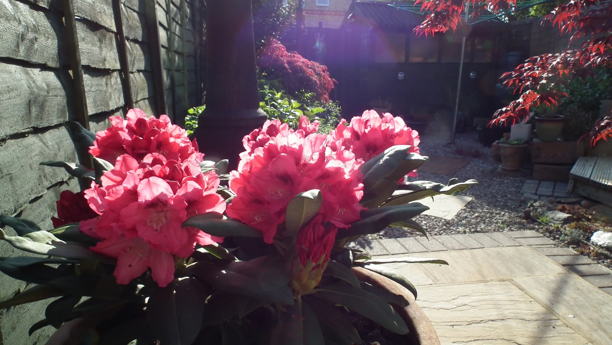 E07 sneezy & marshall   garden late afternoon 7 may (1)